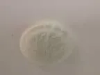 Oyster Ceiling Lights