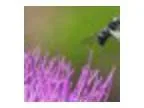 Claudette and Eain Lamont - A Life With Bees Talk