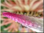 Nikon D7100 10x High Definition 2 Element Close-Up (Macro) Lens 