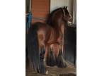 Brackenhill Boots - Gypsy stallion