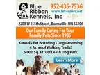 AKC  Labrador Retriever puppies