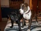 Registered American Bulldog for STUD SERVICES