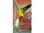 Adopt Maury a Conure bird in West Fargo ND (16470577)