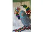 Adopt Blue a Blue Parrotlet bird in West Fargo ND (16470567)