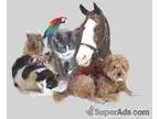 Chicks 3 and Pullets 5 and laying hens 8 and Roosters 10