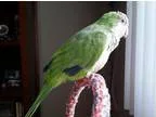 Adopt Spuds a Parakeet - Quaker bird in West Fargo ND (16470584)