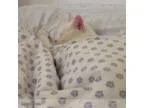 Vegeterian pet care provider