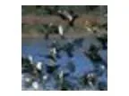 Beautiful male and female Congo African Grey parrots for loving 