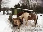 Pet sitting house sitting