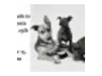 Fine Art Pet Portraits to Support Contra Costa Humane Society&ac