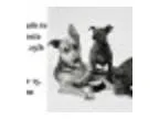 Fine Art Pet Portraits to Support Contra Costa Humane Society&ac
