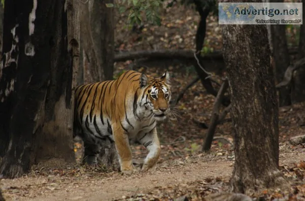 jungle safari in pench