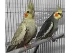 Adopt No Names a Gray Cockatiel bird in Villa Park IL (16608207)