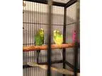 Adopt The Silly Six a Budgie bird in St. Louis MO (16614455)