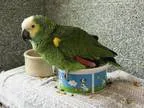 Adopt SAM a Parrot (Other)