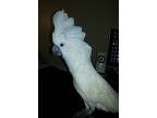 SupervisorRed Coat of Banquets Houseperson - New Orleans Downtow
