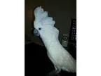 SupervisorRed Coat of Banquets Houseperson - New Orleans Downtow
