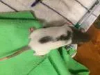 Adopt Coffee a Rat