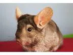 Adopt Kiko a Chinchilla