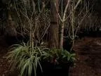 Business For Sale Internet Business Tropical Plants Nursery