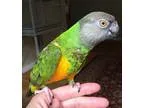 Adopt Bopper a Gray Poicephalus (including Senegal and Meyer s) 