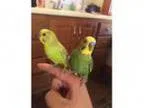 Adopt Sunny and Salty a Green Budgie bird in Schenectady NY (