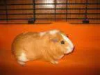 Adopt Austin a Guinea Pig