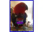 Adopt Mellie a Red Eclectus bird in Tampa FL (16687457)