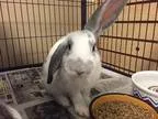 Adopt STORMY a OtherUnknown  Mixed (medium coat) rabbit in Tacom