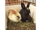 Adopt Sage and Marble a Bunny Rabbit