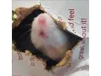 Adopt Astor a Mouse small animal in Stratham NH (16744474)