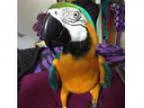 Blue and Gold Macaw