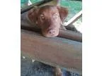 Adopt Oakley a RedGoldenOrangeCh estnut Golden Retriever  Mixed 