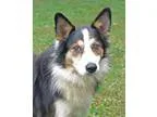 Adopt Rexx a Tricolor (TanBrown and Black and White) Shepherd (U