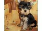 Charming and cute yorkie teacup puppies