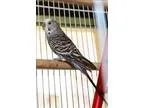 Adopt Pete a Budgie bird in Rochester Hills MI (16779612)