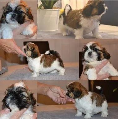 Shih Tzu Puppies Toy Breed for sale
