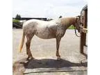 Appaloosa Mare 12yo Trail Partner