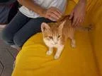 Adopt Pumpkin (special look) a Domestic Short Hair - orange and 