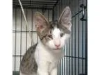 Adopt Petco Babe a Gray or Blue (Mostly) Domestic Shorthair  Mix