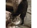 Adopt Edison (FCID 07072016 - 15 Trainer Clinic) a Tabby Domesti
