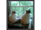 Adopt Diva and Sanoma a Gray or Blue Himalayan (medium coat) cat
