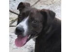 Adopt Cindra Brindle Puppy a Brindle Rat Terrier  Feist  Mixed d
