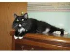 Adopt Mr. Pibb a Tuxedo
