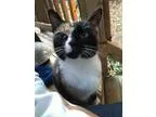 Adopt Kitty (courtesy listing) a Calico