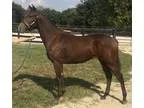 Tiz Meow Ky bred 2015 Thoroughbred colt by Courageous Cat