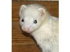 Adopt Chloe a Ferret