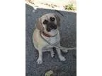 Adopt Zoe a Pug Beagle
