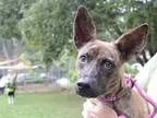 Adopt Dutchess a Brindle Shepherd (Unknown Type)  Mixed dog in M
