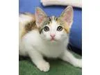 Adopt Mia a Calico or Dilute Calico Calico  Mixed (short coat) c